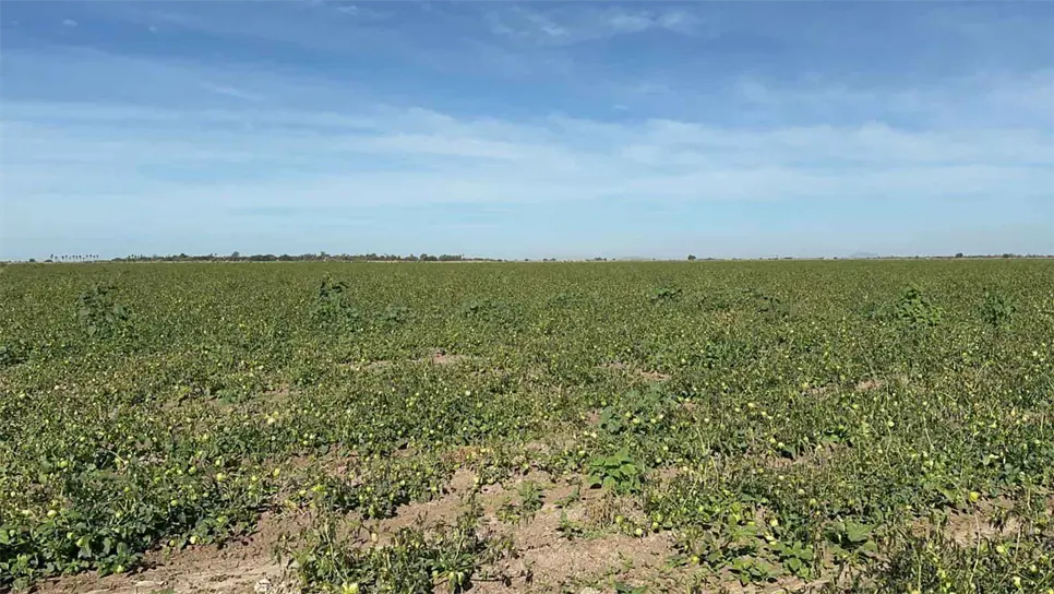 FOTO: Esthela García.