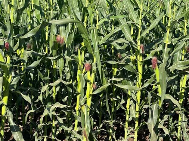 Imagen Placeholder Imagen Placeholder