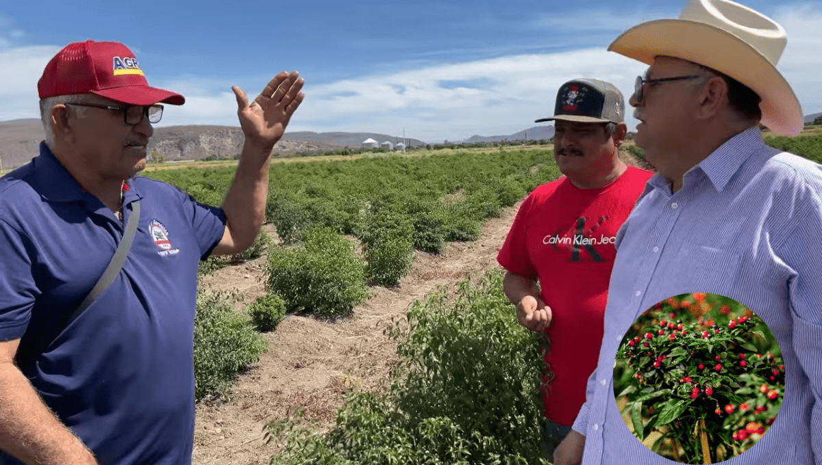 En este video se explican muchos datos importantes sobre la siembra del chiltepín. FOTO: Captura de pantalla del video.