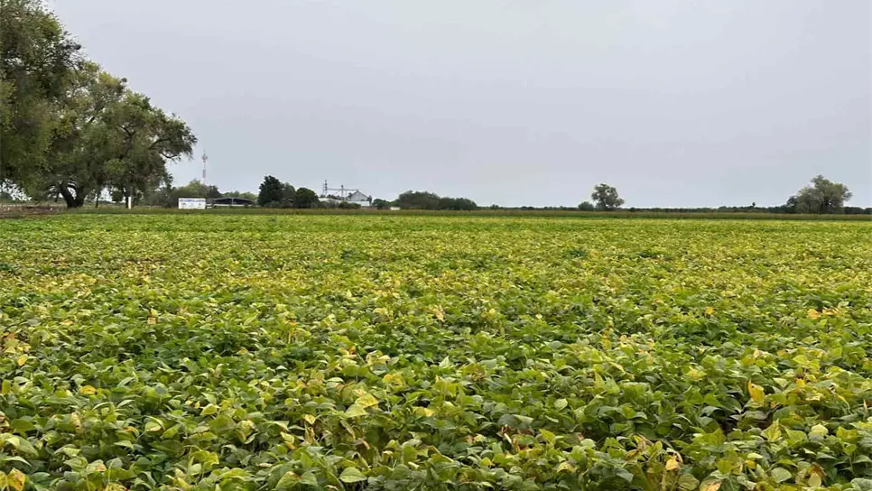 Los productores sinaloenses se enfrentarán a una fuerte sequía. FOTO: Luz Noticias