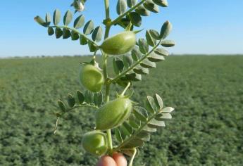 Productores de garbanzo no pueden exportar a Qatar