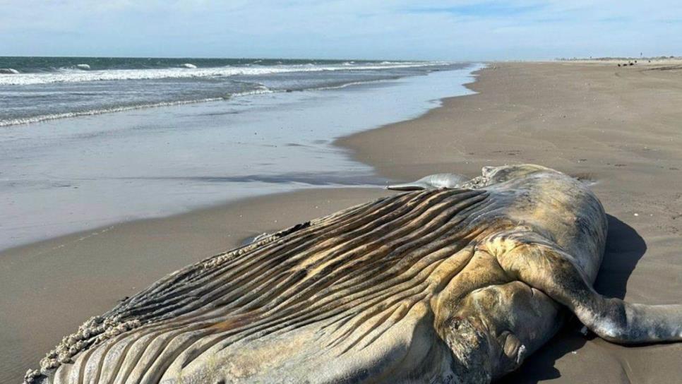 Encuentran una ballena muerta en las playas de El Tambor en Navolato