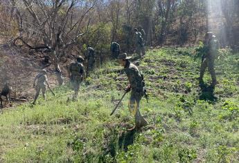 Marina destruye más de 12 mil kilos de amapola en Sinaloa