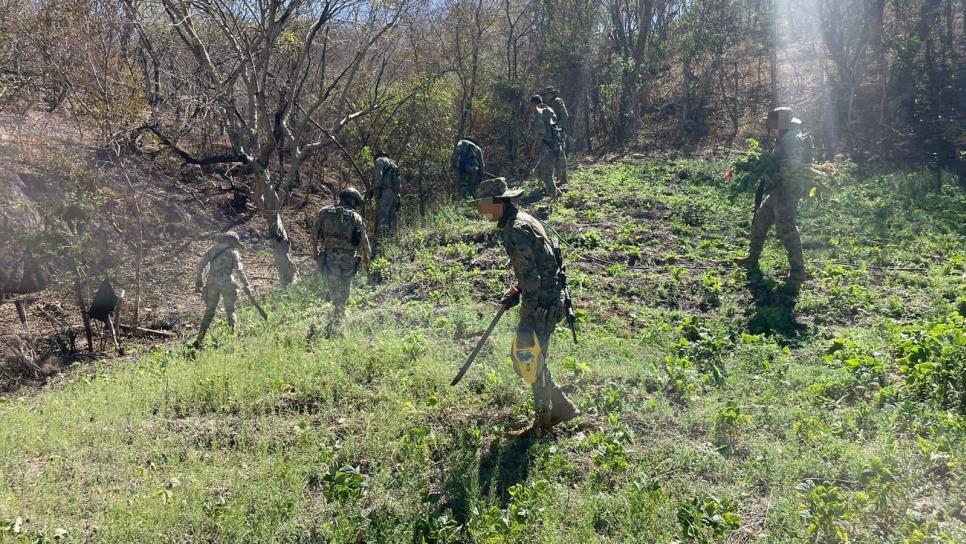 Marina destruye más de 12 mil kilos de amapola en Sinaloa