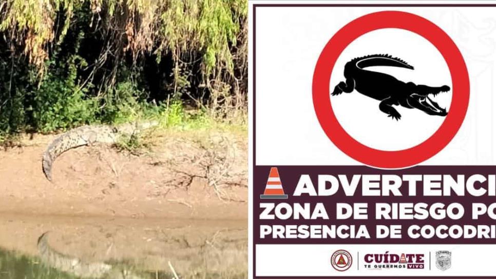 Emiten alerta preventiva por cocodrilo en la zona de la Uva, Guasave
