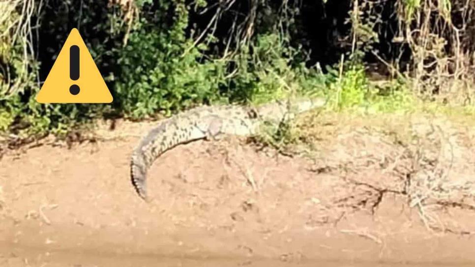 Así se vio el cocodrilo en La Uva, Guasave | VIDEO