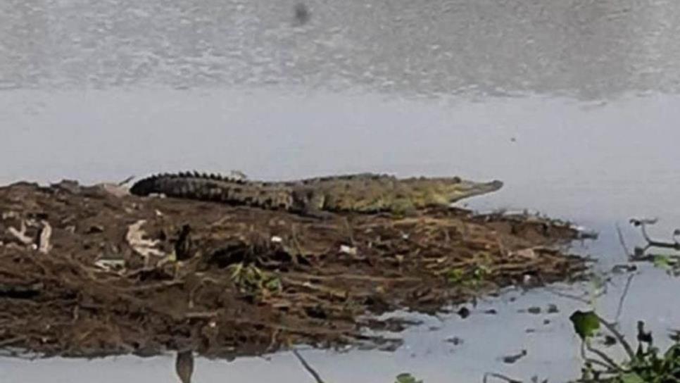 Advierten la presencia de más cocodrilos en los tres ríos de Culiacán 