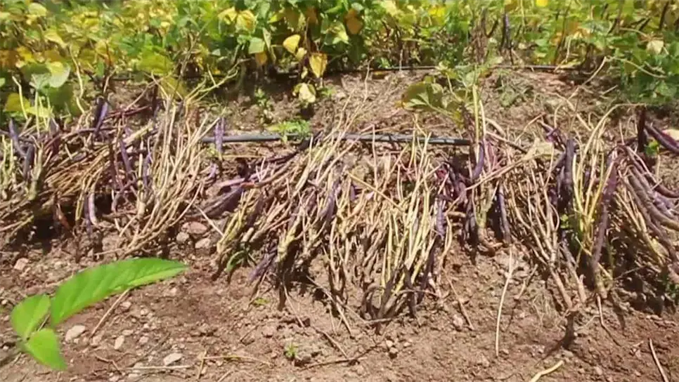 Se desploma precio del frijol. | FOTO: Luz Noticias.