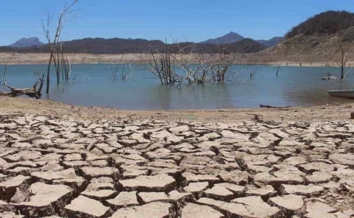 Ganaderos de Mazatlán reportan sequía en los «ojos» de agua en la zona  serrana | Luz Noticias