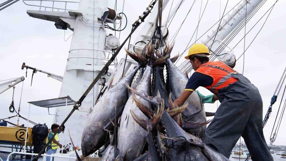 Sinaloa se ubica como el mayor productor de atún en México