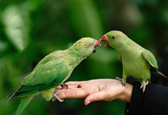 ¿Qué comen los pericos? Algunos alimentos mejoran su carácter