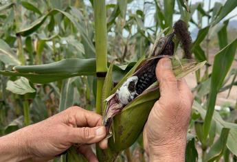 Maíz negro y huitlacoche, alimentos con alto valor nutricional 