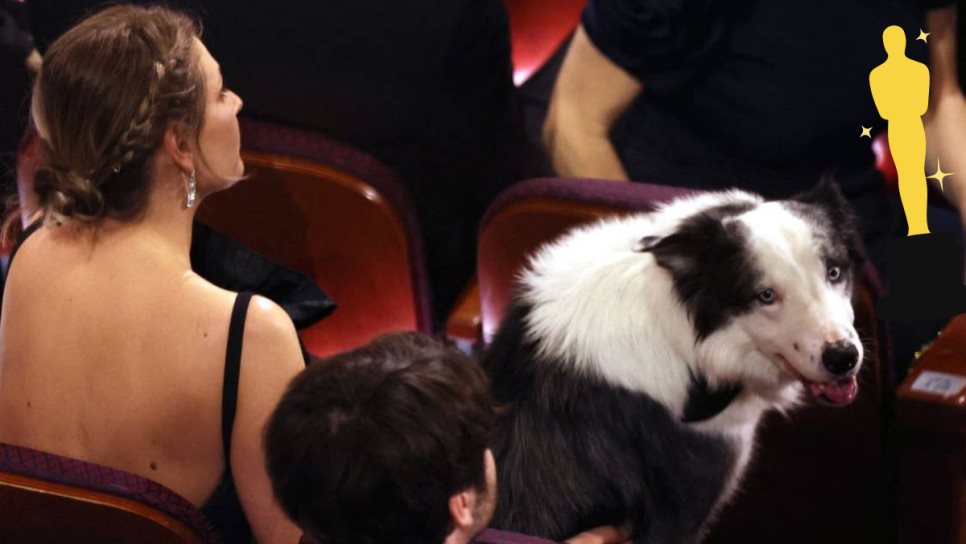 ¿Porque había un perro en la gala de los Oscars?