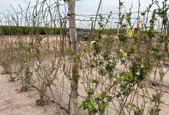 Zarzamora, cómo producir el cultivo más «masoquista» en Sinaloa 