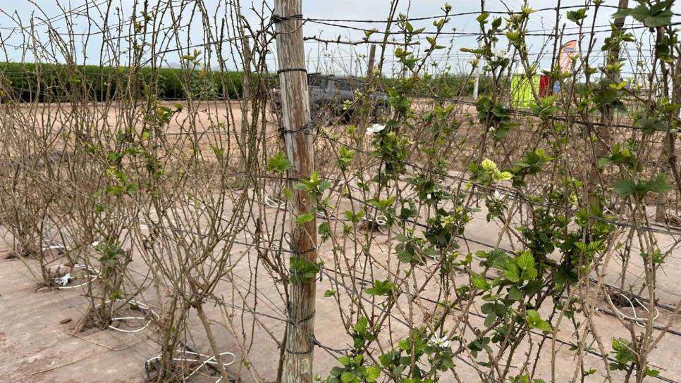 Zarzamora, cómo producir el cultivo más «masoquista» en Sinaloa 