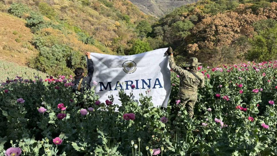 Marina localiza y destruye ocho plantíos de amapola en la sierra del municipio de Sinaloa