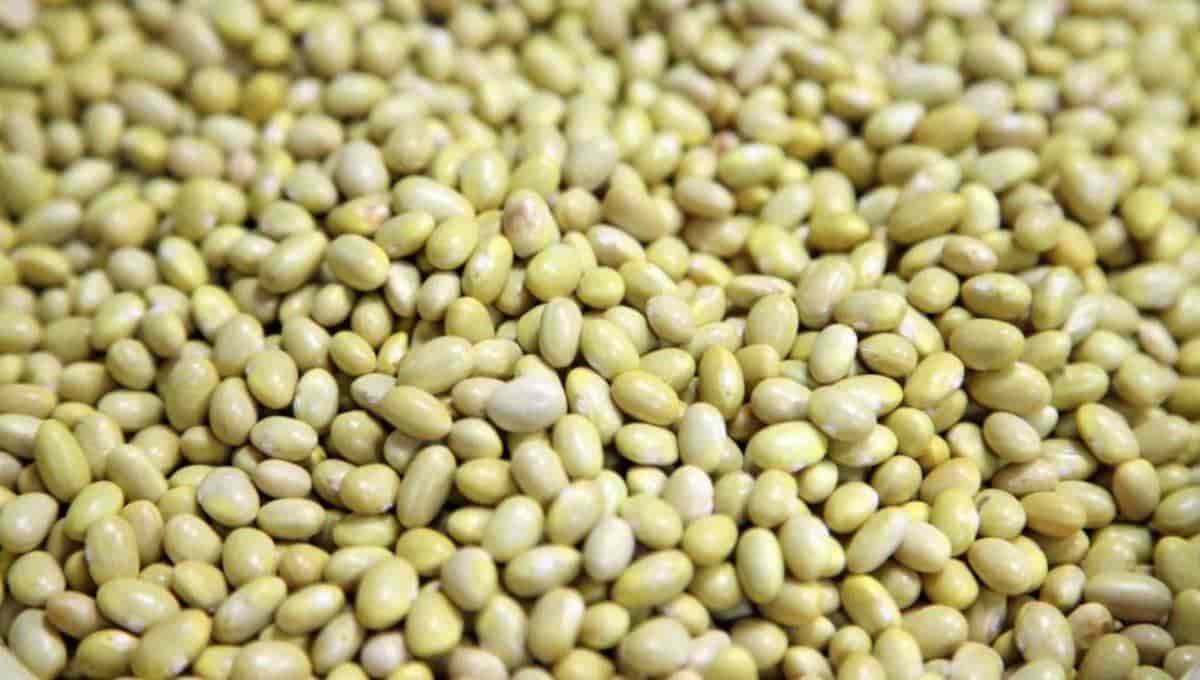 La cosecha de frijol es una de las más importantes en Sinaloa. FOTO: Luz Noticias