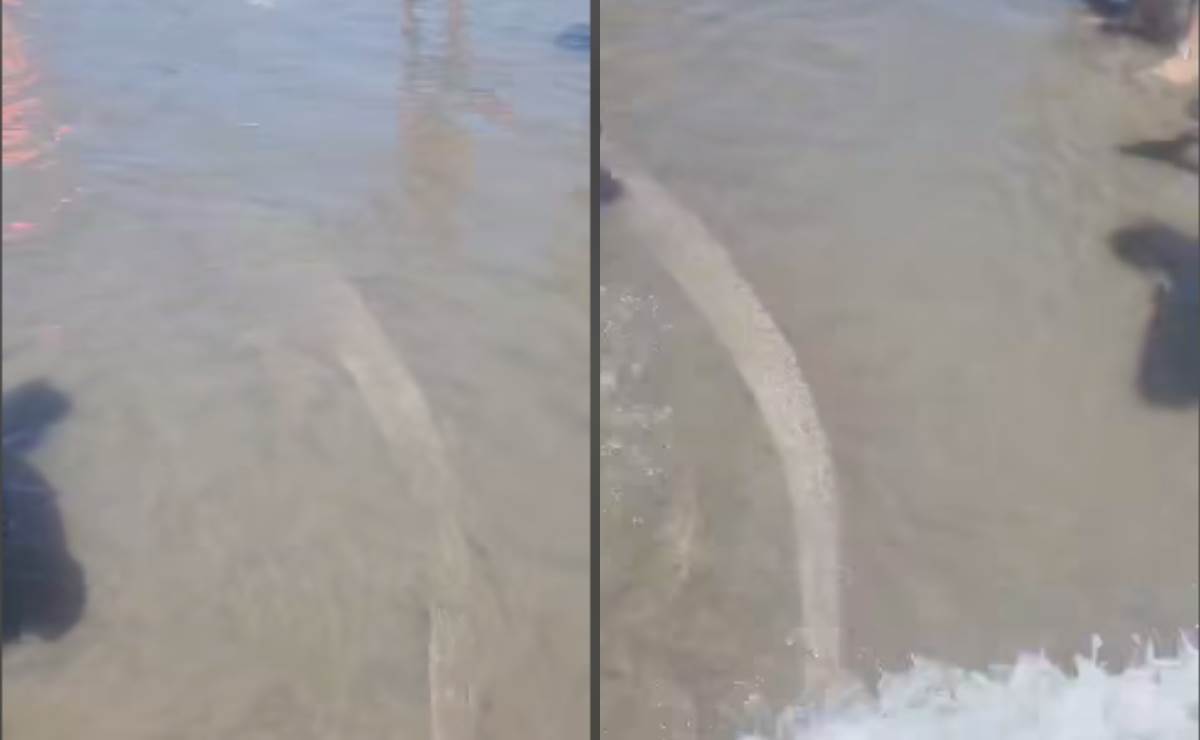 Pez Remo sale a la playa en la Isla de la Piedra en Mazatlán ¿Viene un terremoto? | VIDEO