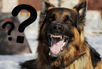 ¿Qué hacer si un perro me ataca a mi, a mi mascota o a mi acompañante?