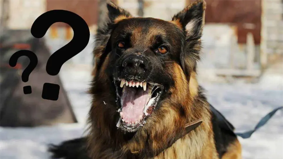 El ataque de un perro puede llegar a ser mortal. FOTO: Internet