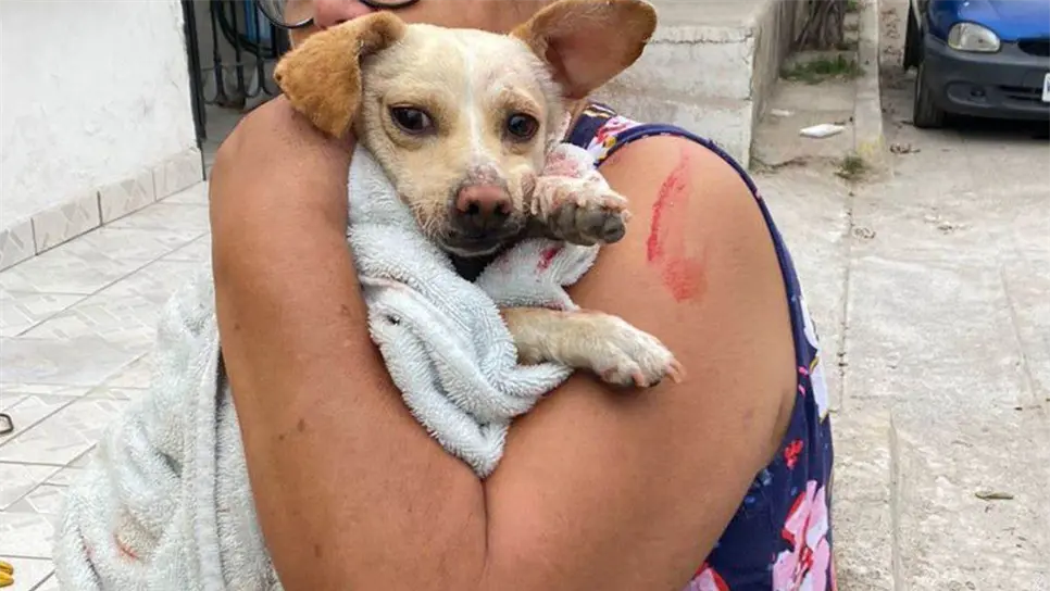 La perrita luego de su rescate.