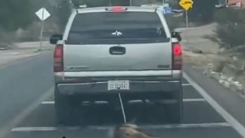 ¡Indignante! Conductora arrastra a una perrita por la carretera | VIDEO