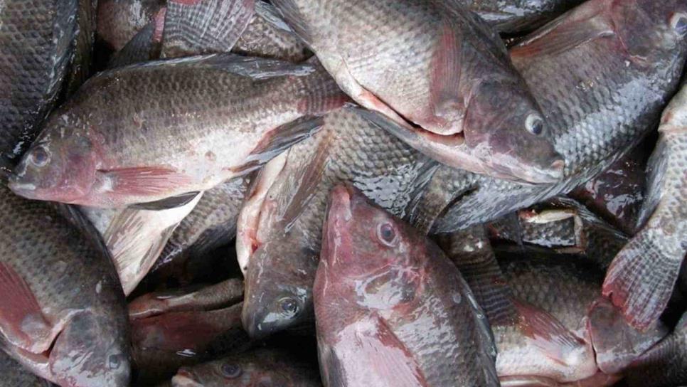 Este pescado criado en Sinaloa es de los más malos para tu salud, según los doctores