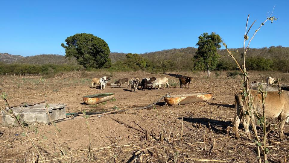 Comunidades rurales de Concordia luchan por sobrevivir en medio de una intensa sequía