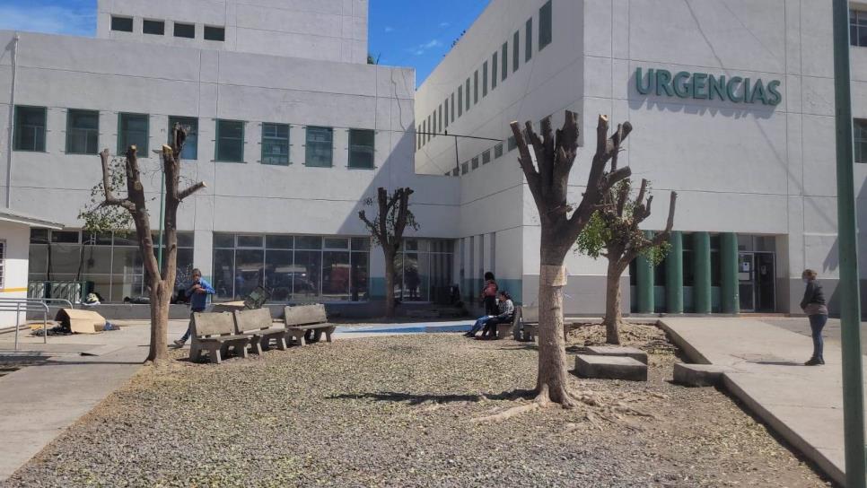 Denuncian tala masiva de árboles en el Hospital General de Los Mochis