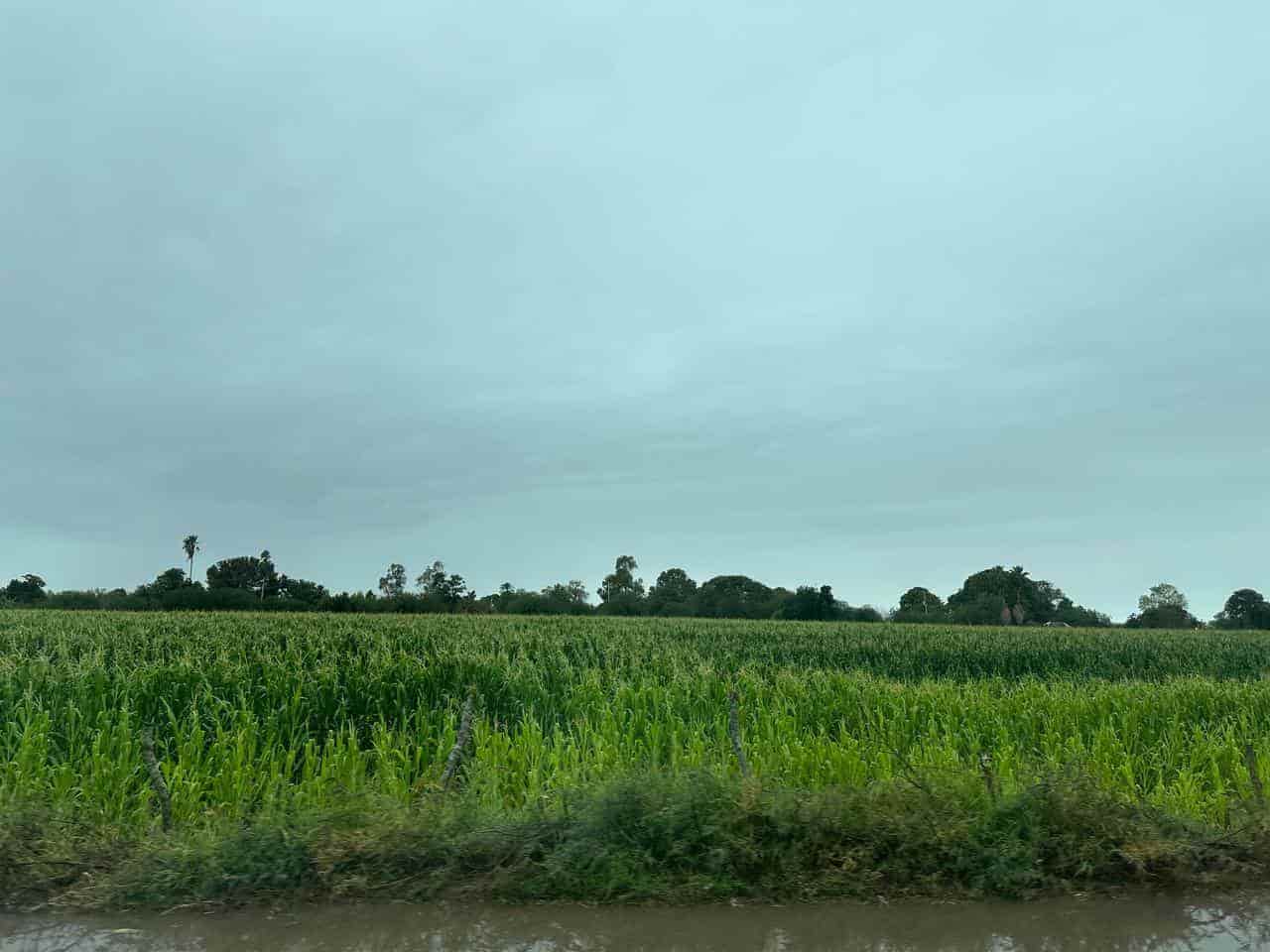Clima favorece  cultivos de maíz. | FOTO: Luz Noticias.