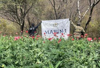 Marina localiza y destruye 7 plantíos de amapola y mariguana en el municipio de Sinaloa 