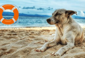 ¿Llevarás a tu perro a la playa? Estas son las precauciones que debes tomar