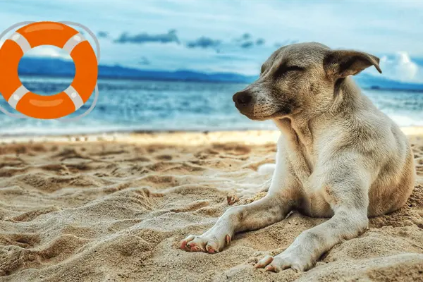 ¿Llevarás a tu perro a la playa? Estas son las precauciones que debes tomar ¿Llevarás a tu perro a la playa? Estas son las precauciones que debes tomar