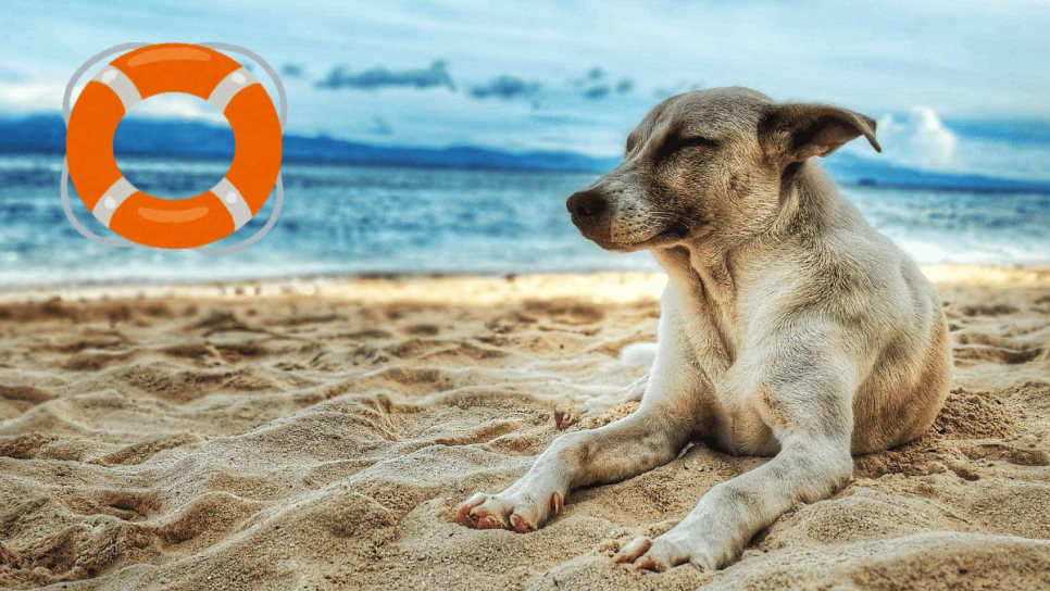 ¿Llevarás a tu perro a la playa? Estas son las precauciones que debes tomar