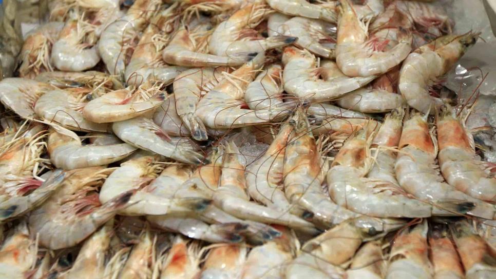Productores «embodegan» camarón en espera de mejores precios