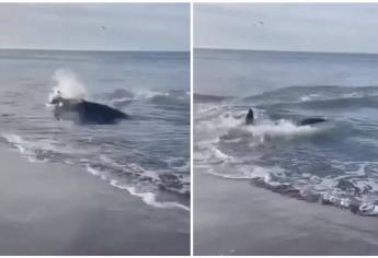 Avistan supuesto tiburón en playas de Camahuiroa