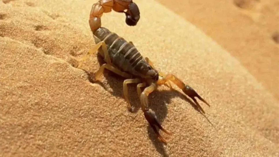 FOTO: Cortesía/LaCapital.