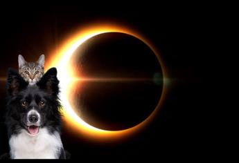 ¿Cómo sería el comportamiento de los animales durante el eclipse solar? 