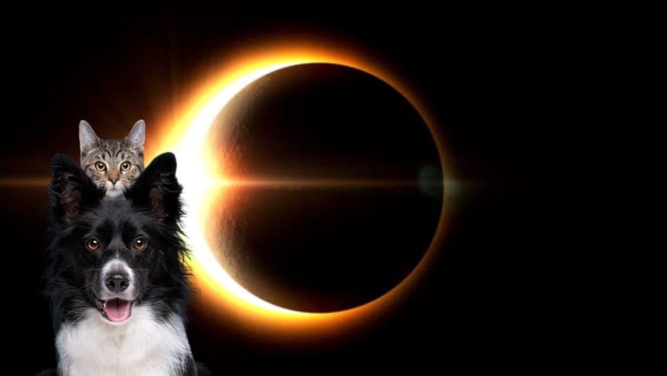 ¿Cómo sería el comportamiento de los animales durante el eclipse solar? 