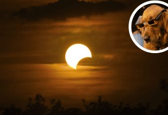 Eclipse solar 2024: ¿Cómo debes cuidar a tus mascotas?