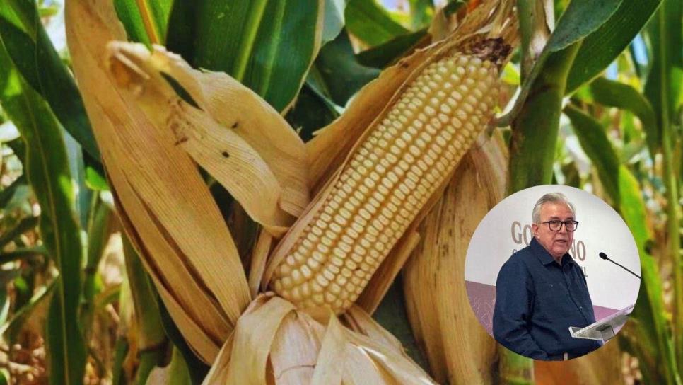 Rocha Moya y Gobierno Federal analizan precio fijo del maíz para productores de todas las hectáreas 