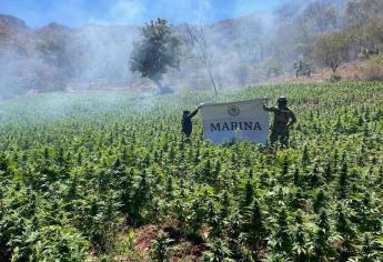 Elementos de la Marina destruyen plantíos de droga en la sierra del municipio de Sinaloa