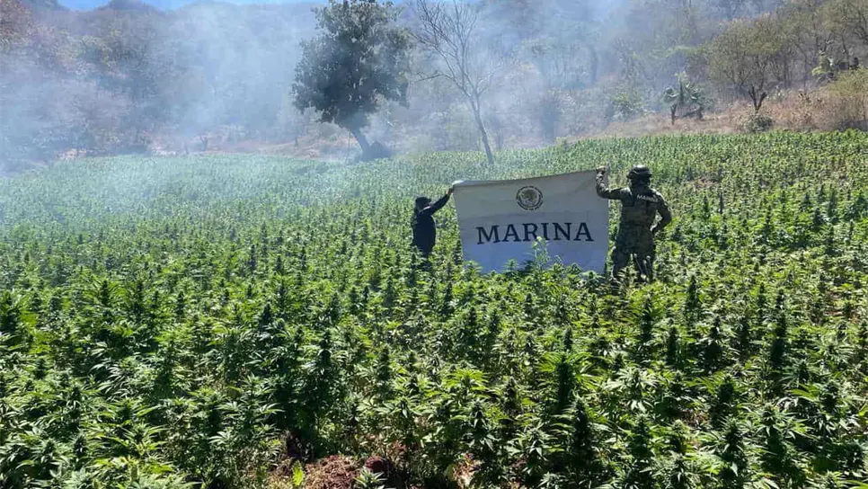 Destruyen plantíos de droga en la sierra del municipio de Sinaloa. | FOTO: Cortesía.