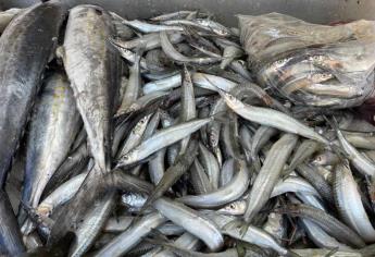 Llega el pez pajarito a Mazatlán y se vende en 70 pesos el kilo