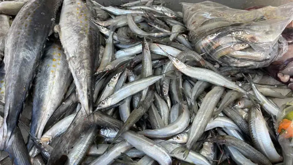 Llega el pez pajarito a Mazatlán y se vende en 70 pesos el kilo