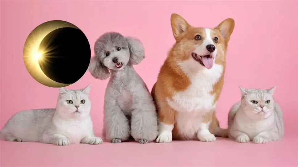 Eclipse Solar 2024: Que no se te pase, así debes de proteger a tus mascotas. | FOTO: Temática.