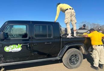 Golpeado y sin un ojo rescatan a lobo marino en playas de Navolato 