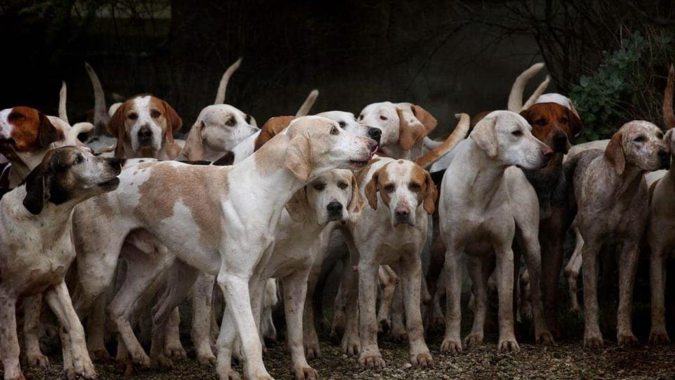 Top 5 de las razas de perros más sanas; nunca se enferman