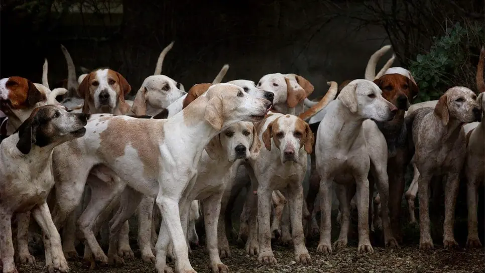 FOTO: Los perros más sanos.