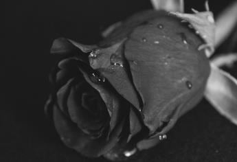 Rosas negras, una belleza única que crece solo en este lugar del mundo